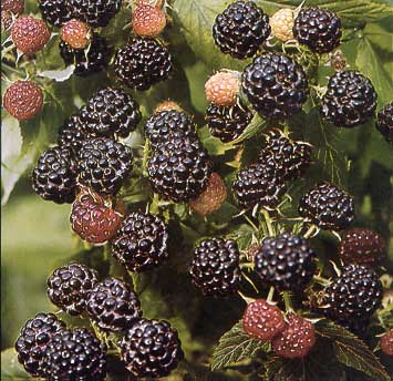 Boston Mountain Nurseries thornless blackberry bushes