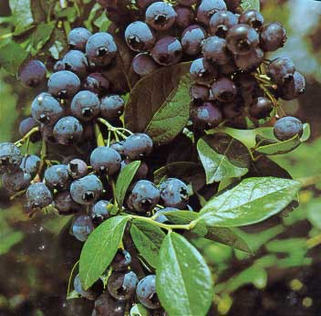 Boston Mountain Nurseries blueberry bushes