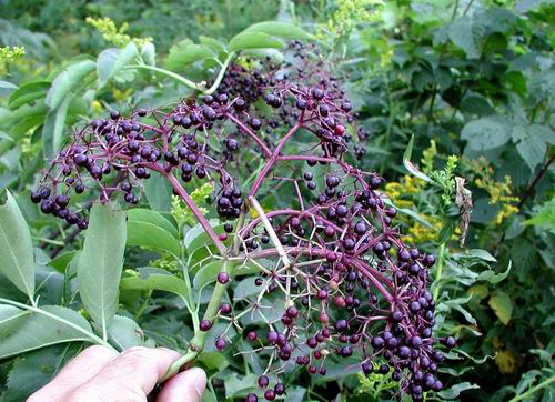 Boston Mountain Nurseries elderberry bushes