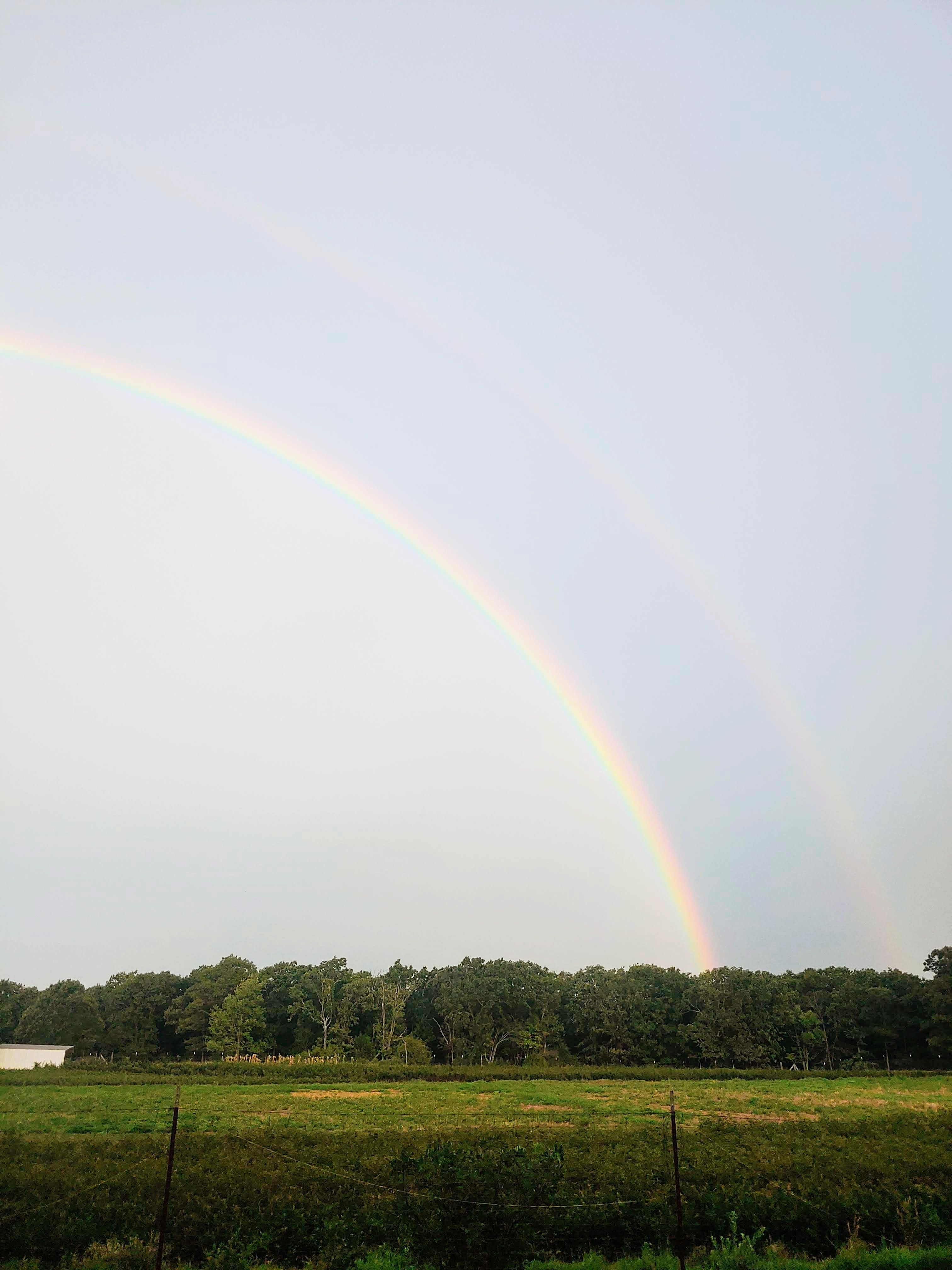 Boston Mountain Nurseries, berry field with rainbow