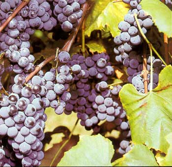Boston Mountain Nurseries grape vines