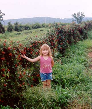 Boston Mountain Nurseries thornless raspberry bushes