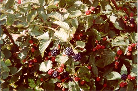 Boston Mountain Nurseries thornless blackberry bushes
